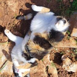 Leni im Rollmodus.🐈