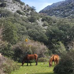 Jetzt erklären sich die vielen Pferdespuren.