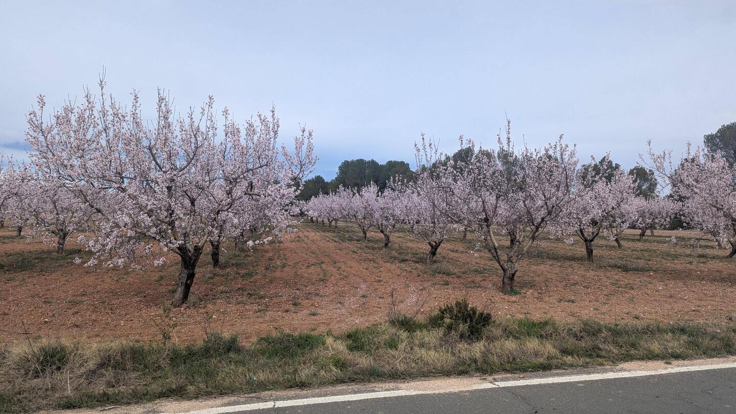 Mandelblüte in der Sierra Espuña