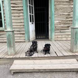 Loki und Aris immer dabei 😀