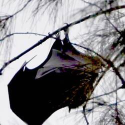 A flying fox