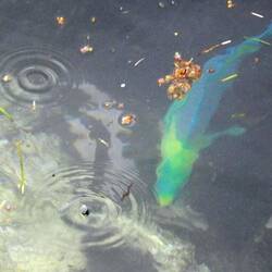 A Parot fish next to the ship