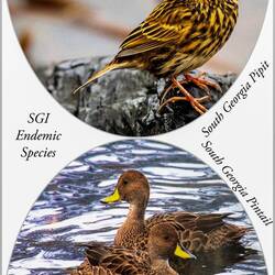 Endemic species of SGI ... saw them in 2007 ... will we see them this time?