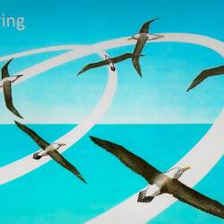 Seabirds spend most of their lives aloft using the winds to do so without flapping their wings.