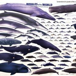 Cetaceans of the world ... they greatly vary in size.
