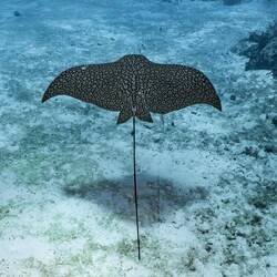 Spotted Eagle Ray