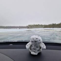 Bubo am driften