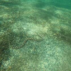 Tiger Eel Snake