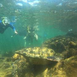 Eine der Schildkröten