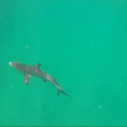 Sharks 😊