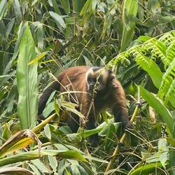 Brauner Kapuzineraffe