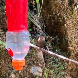 Grünscheitel-Flaggensylphe