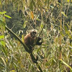 Brauner Kapuzineraffe