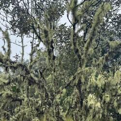 Parque Nacional de Manú