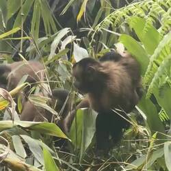 Braune Kapuzineraffen