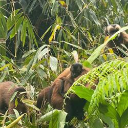 Braune Kapuzineraffen