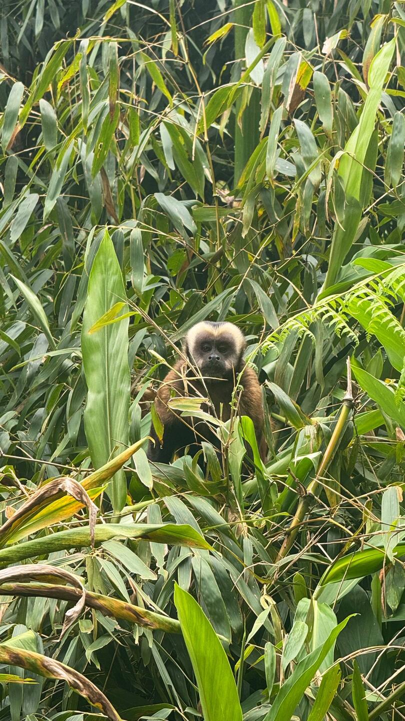 Brauner Kapuzineraffe