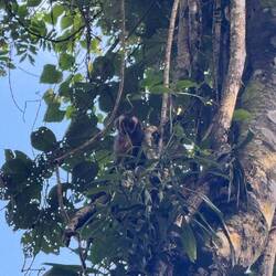 Brauner Kapuzineraffen