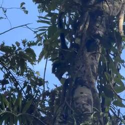 Brauner Kapuzineraffen