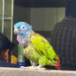 Angefüttertes Wildtier