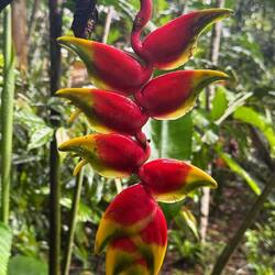 Falsche Paradiesvogelblumen