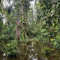 Parque Nacional del Manú
