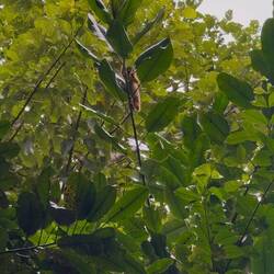 Bolivianische Totenkopfaffe