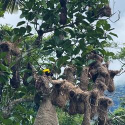 Schwarz-gelber Vogel