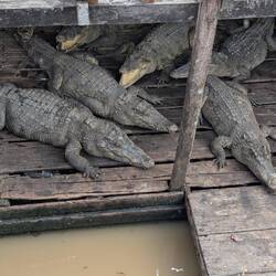 Crocodiles - very valuable to locals