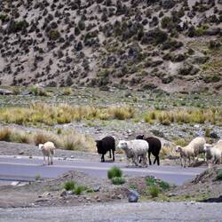 We were in so much traffic on this trip, sheep, llamas & alpacas taking over