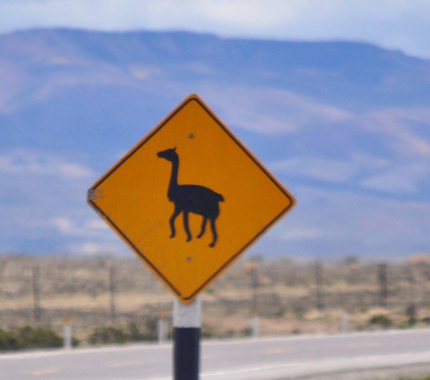 Alpaca or llama crossing sign, I still confuse the two. Both adorable!