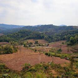 Überall Landwirtschaft. Meistens Reisanbau.