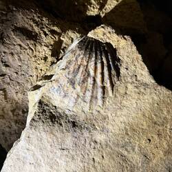Fossilized shell found inside the cave. Reminder that this all used to be ocean floor