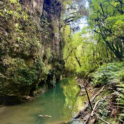Look the other way into the forest. The glow worms feed on bugs that come in and hatch off the river