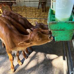 Vorher aber: Kälbchenfrühstück