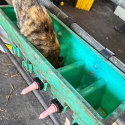 Katzen schätzen Reste...