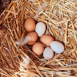 Für uns und frisch: lecker!