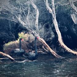 Kein Mythos hier: Schwarze Schwäne…