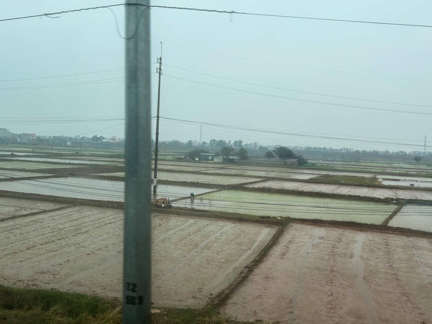 Miles and miles of rice fields on the way to Halong.