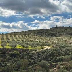 es wird etwas grüner