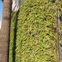 Mit Farn bewachsene Wand