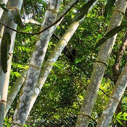 Und weil wir im Wald sind, wohnen hier auch Affen