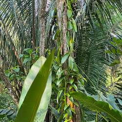 Das ist ein Vanille Pflanze die er selber bestäubt!!