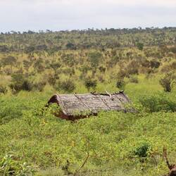 ...die Bäume weichen langsam...