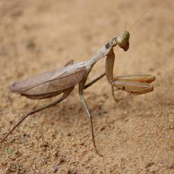 ...und natürlich Insekten ohne Ende