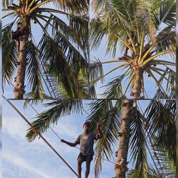 Ein Palmenkletterer, kümmerte sich um alte Blätter & Kokosnüsse (damit sie keinem auf'n Kopf fallen)