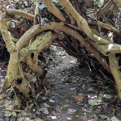 Durch die Mangroven