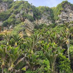 Palmiers de Nikau ou Palmiers blaireaux
