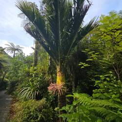 Floraison du fameux Palmier de Nikau, odeur douce et épicée