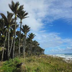 Ces palmiers ressemblent un peu à des volants de badminton non?